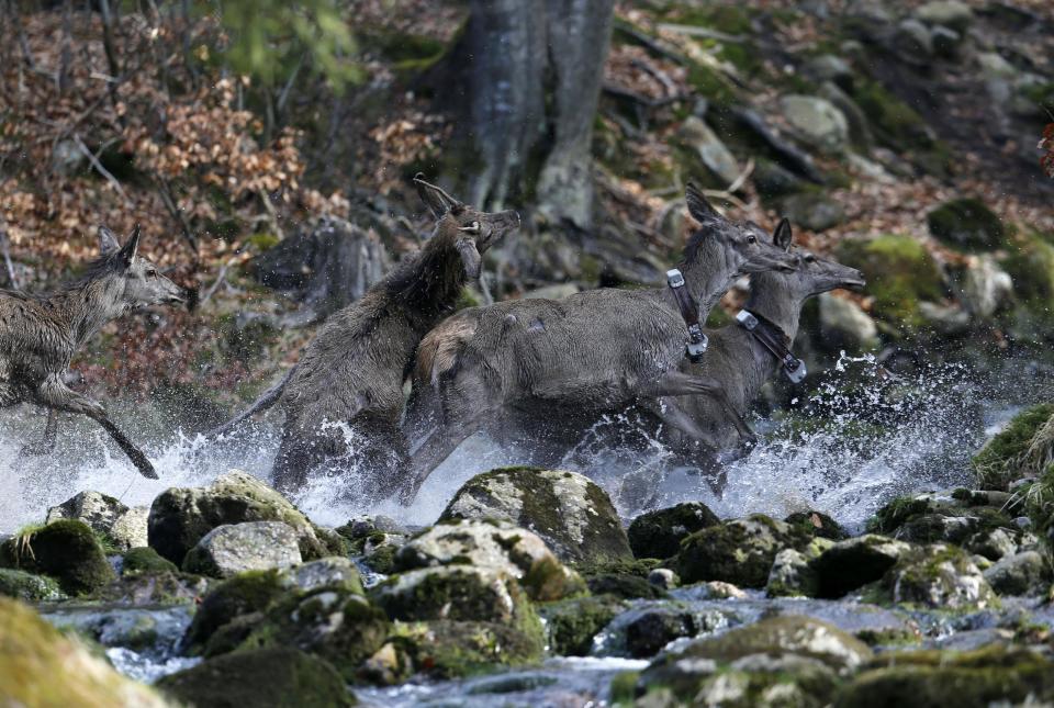 In this picture taken near the town of Harrachov, Czech Republic, on Tuesday, April 8, 2014 deer cross a creek in a winter enclosure. The Iron Curtain was traced by a real electrified barbed-wire fence that isolated the communist world from the West. It was an impenetrable Cold War barrier _ and for some inhabitants of the Czech Republic it still is. Deer still balk at crossing the border with Germany even though the physical fence came down a quarter century ago, with the painful Cold War past apparently still governing their behavior, new studies show. (AP Photo/Petr David Josek)
