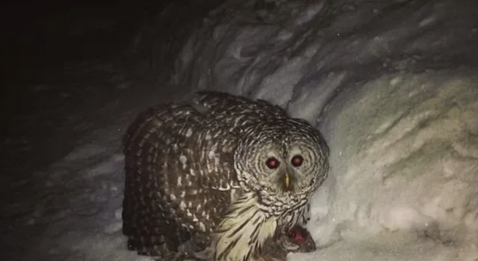 Barred owl holding prey in beak, standing on snow-covered ground. Reddit post from r/creepy user ricreey