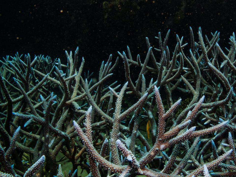 Bleaching Blue Staghorn Coral.JPG