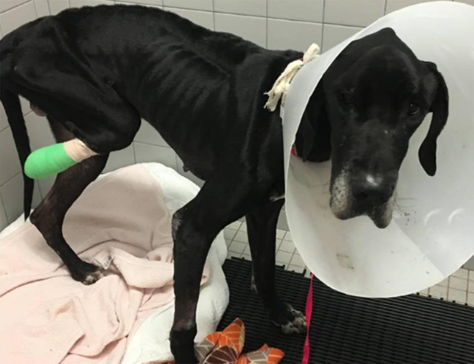 Luke aka Lucifer, a Great Dane, chewed his leg off after being tied up without food or water for weeks in South Carolina, US.