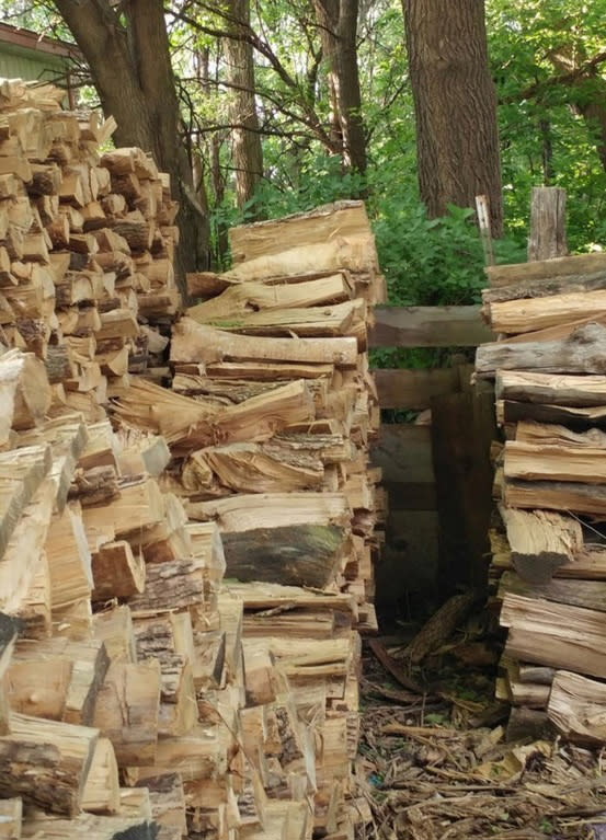 Cat in Logs