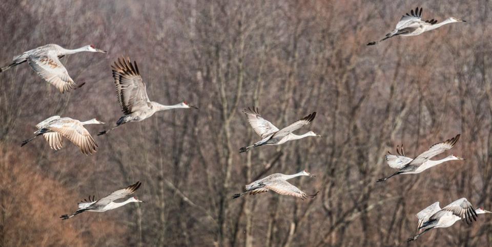 A large group of sandhill cranes, like these birds seen at the Killbuck Marsh Wildlife Area, can be called a “construction” of cranes, a “dance” of cranes or a “swoop” of cranes, as well as a “sedge” or “siege” of cranes. A lot of animal group names, some dating back over 500 years, tend to relate to how they look or sound.