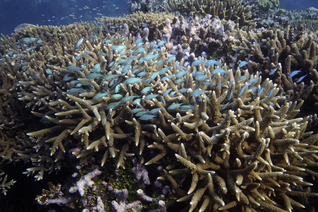 A school of fish swim above corals on Moore Reef in Gunggandji Sea Country off the coast of Queensland in eastern Australia on Nov. 13, 2022. (Sam McNeil/AP)