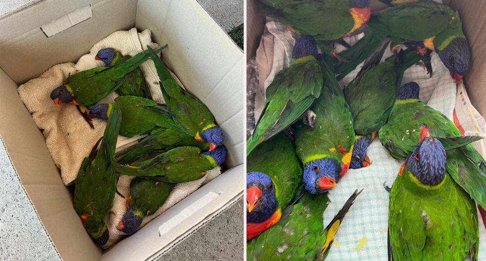 Many rainbow lorikeets in a box after being taken into care with lorikeet paralysis syndrome (LPS). 