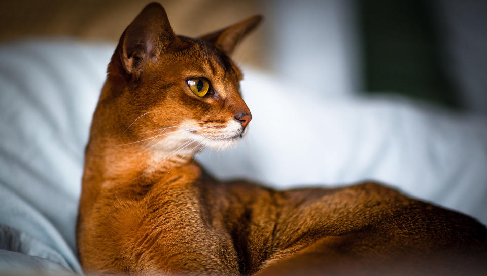 close up of ruddy Abyssinian cat