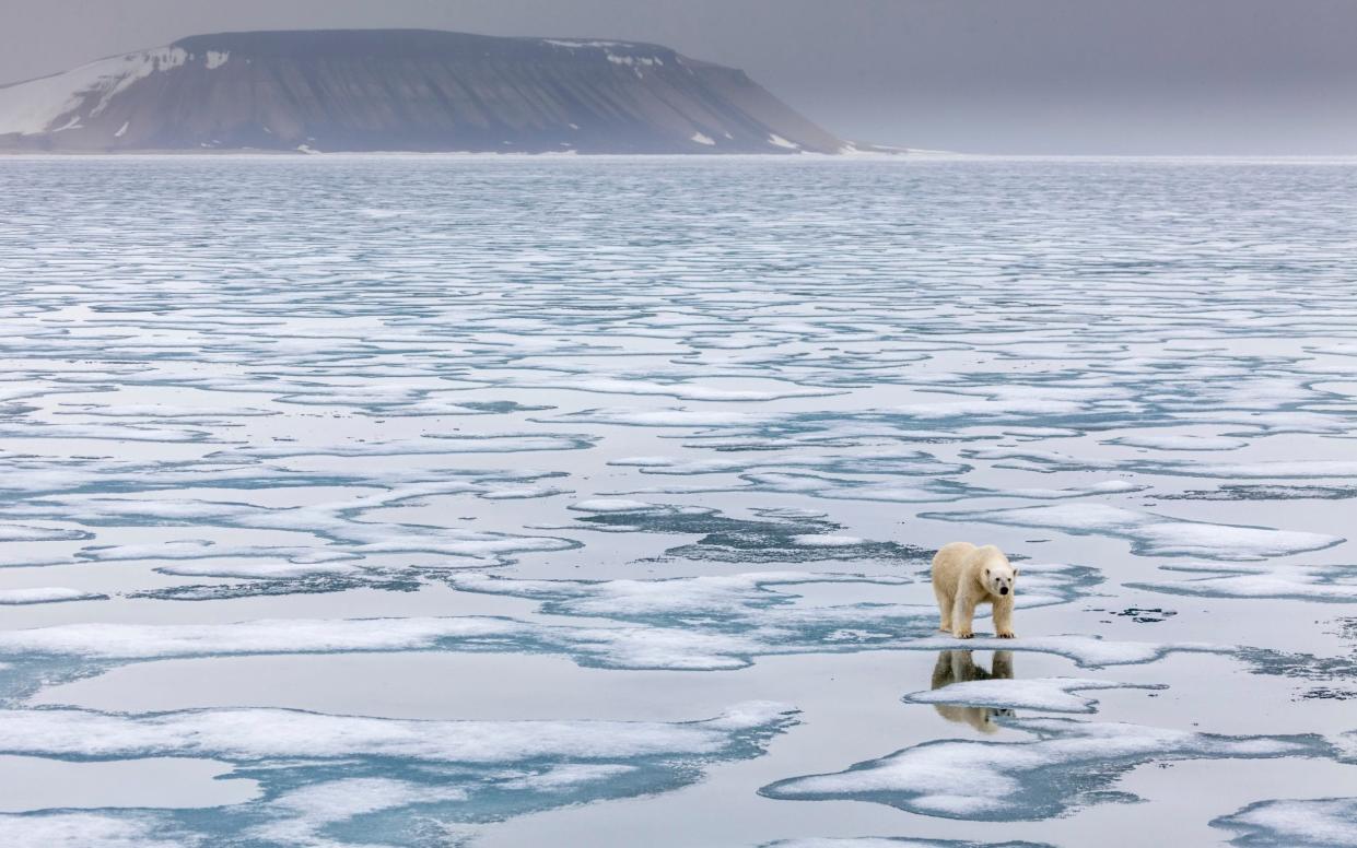 Polar bear in the Svalbard archipelago