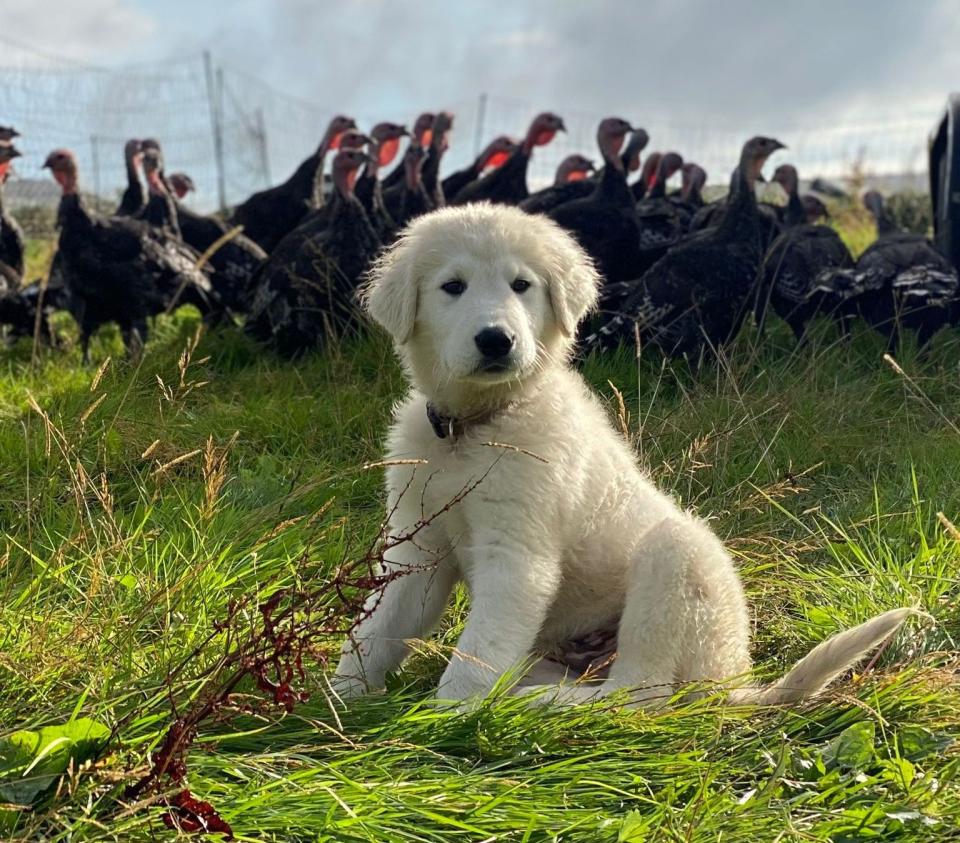 When Ford first brought Bear home as a puppy two years ago, he put him in a little kennel within the turkey’s pen