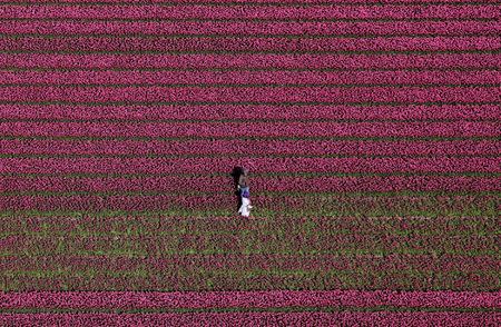 An aerial view of tulip fields near the city of Creil, Netherlands April 18, 2019. Picture taken April 18, 2019. REUTERS/Yves Herman