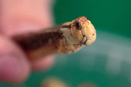 An attendee at the 'Eating Insects Detroit: Exploring the Culture of Insects as Food and Feed' conference shows a freeze-dried edible locust insect at Wayne State University in Detroit, Michigan May 26, 2016. REUTERS/Rebecca Cook