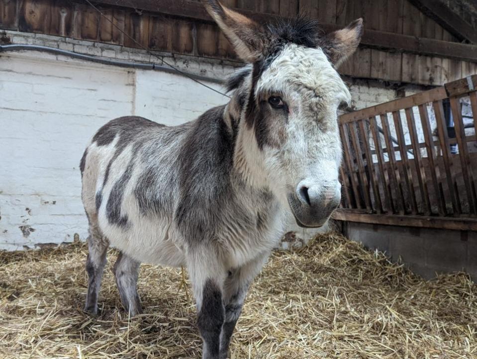 Northwich Guardian: This boy is not up up for adoption, but just check out that face