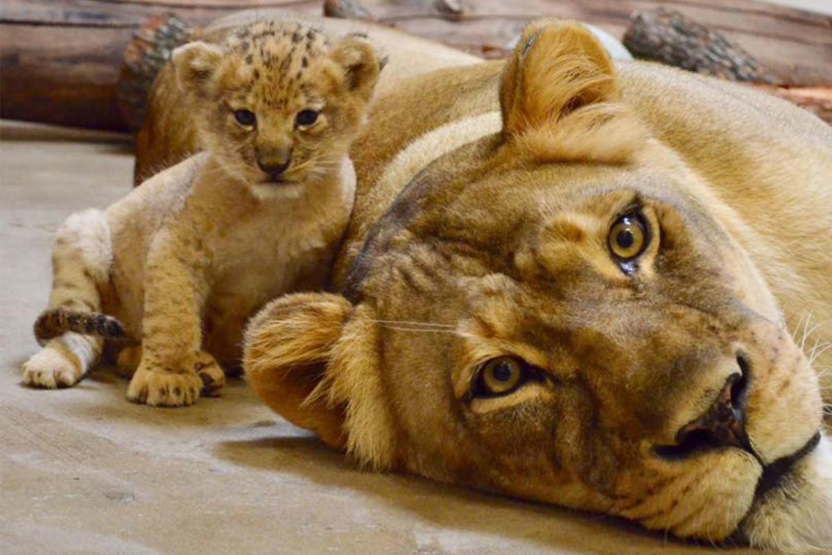 The New Simba From The Lion King is Based on a Dallas Zoo Cub