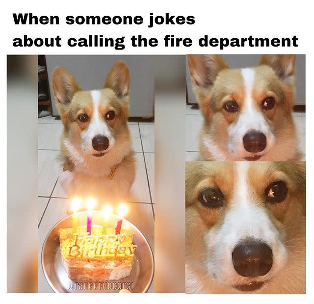 corgi birthday meme