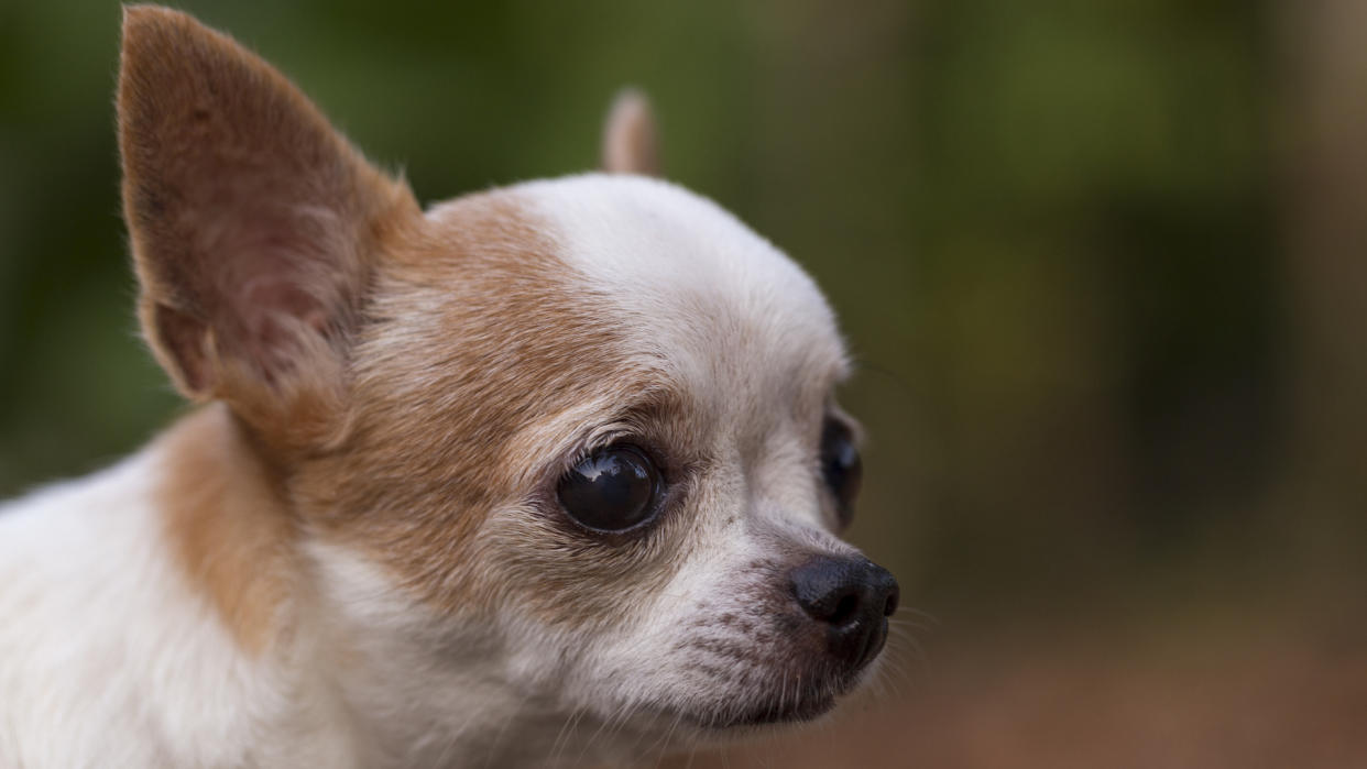 Chihuahua head shot