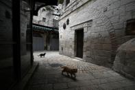 Cats walk next to a bronze sculpture by Italian artist Alessandro Mutto at one of the Stations of the Cross along the Via Dolorosa, amid the coronavirus disease (COVID-19) outbreak in Jerusalem's Old City