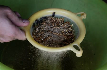 Gabriela Soto washes cricket larvae to cook them at the insect farm for human consumption, as her husband biologist Federico Paniagua promoting the ingestion of a wide variety of insects, as a low-cost and nutrient-rich food in Grecia