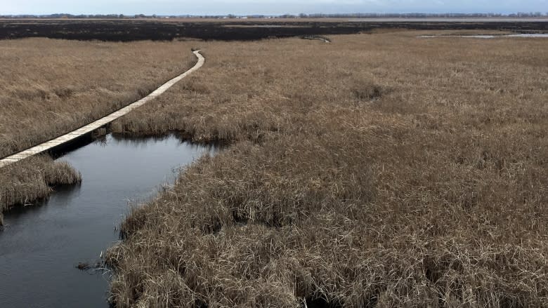 Parks Canada may never know cause of Point Pelee fire