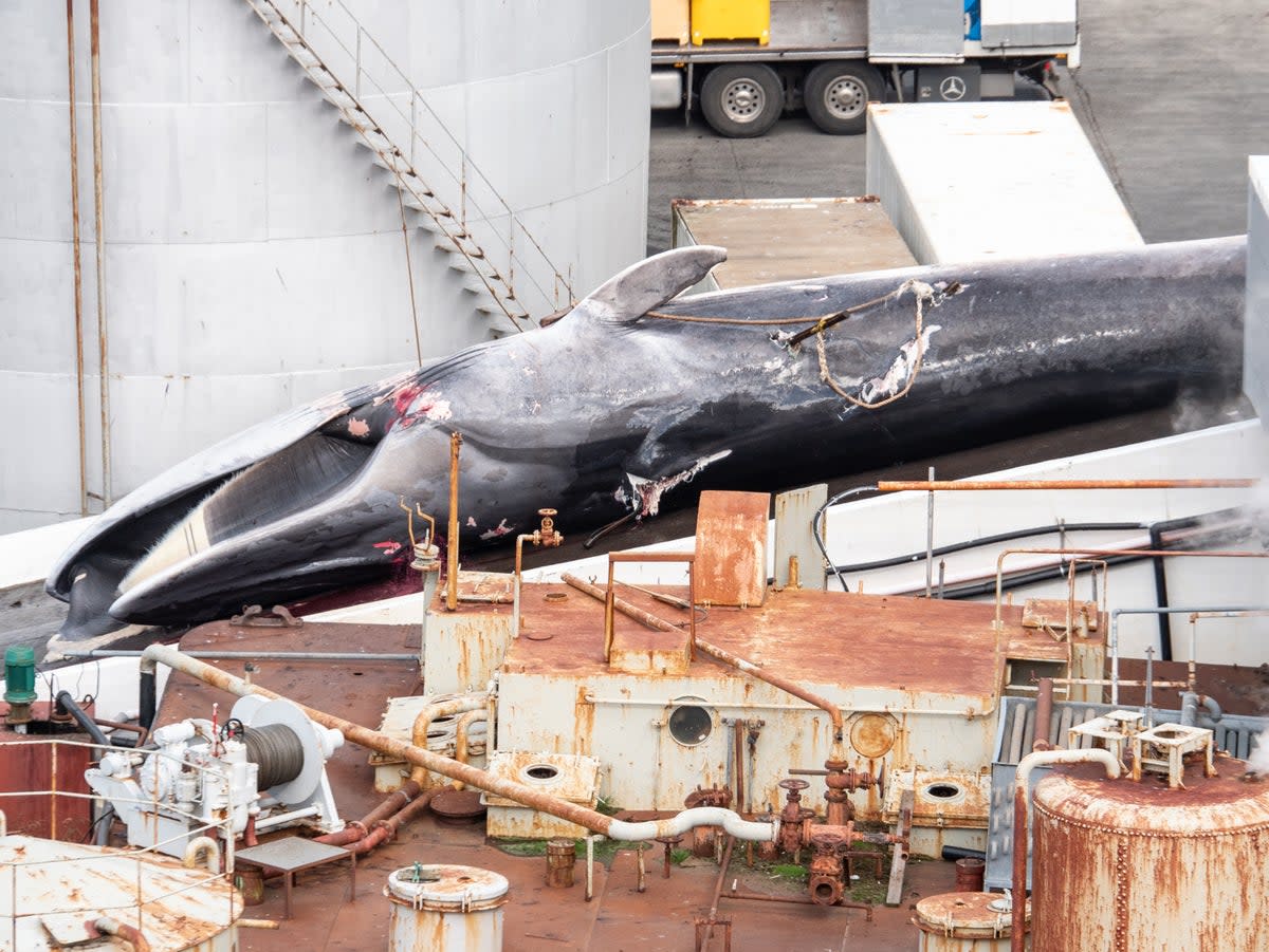 Whalers used four harpoon shots on an adult male fin whale  (Arne Feuerhahn / Hard To Port )