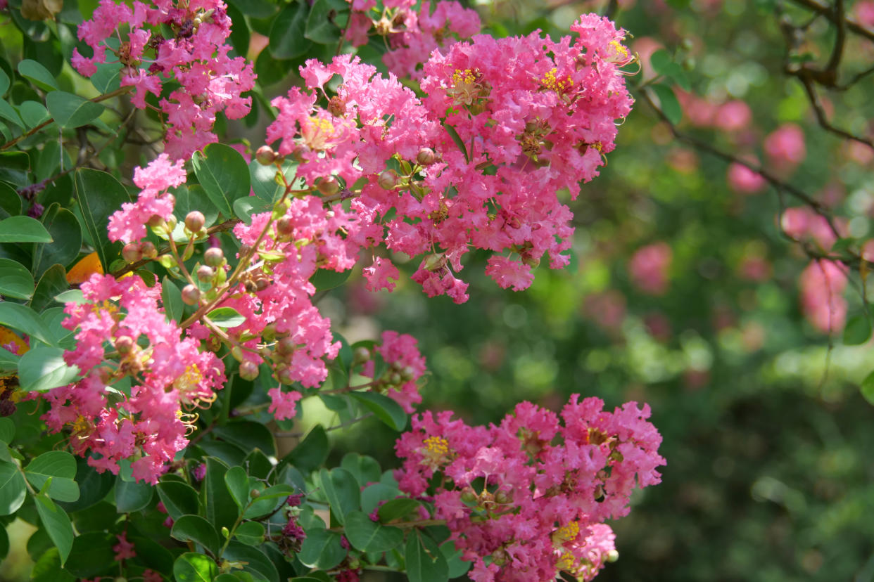  A close up of a pink crepe myrtle growing tree in bloom. 