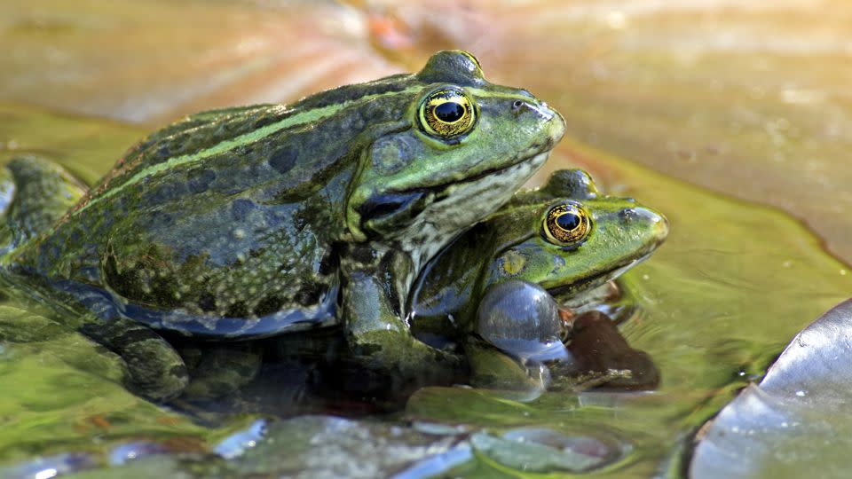 Two adult male Edible Frogs (Pelophylax kl. esculentus) in mating trial on waterlily leaves in water in Luisenpark, Germany. - FLPA/Shutterstock