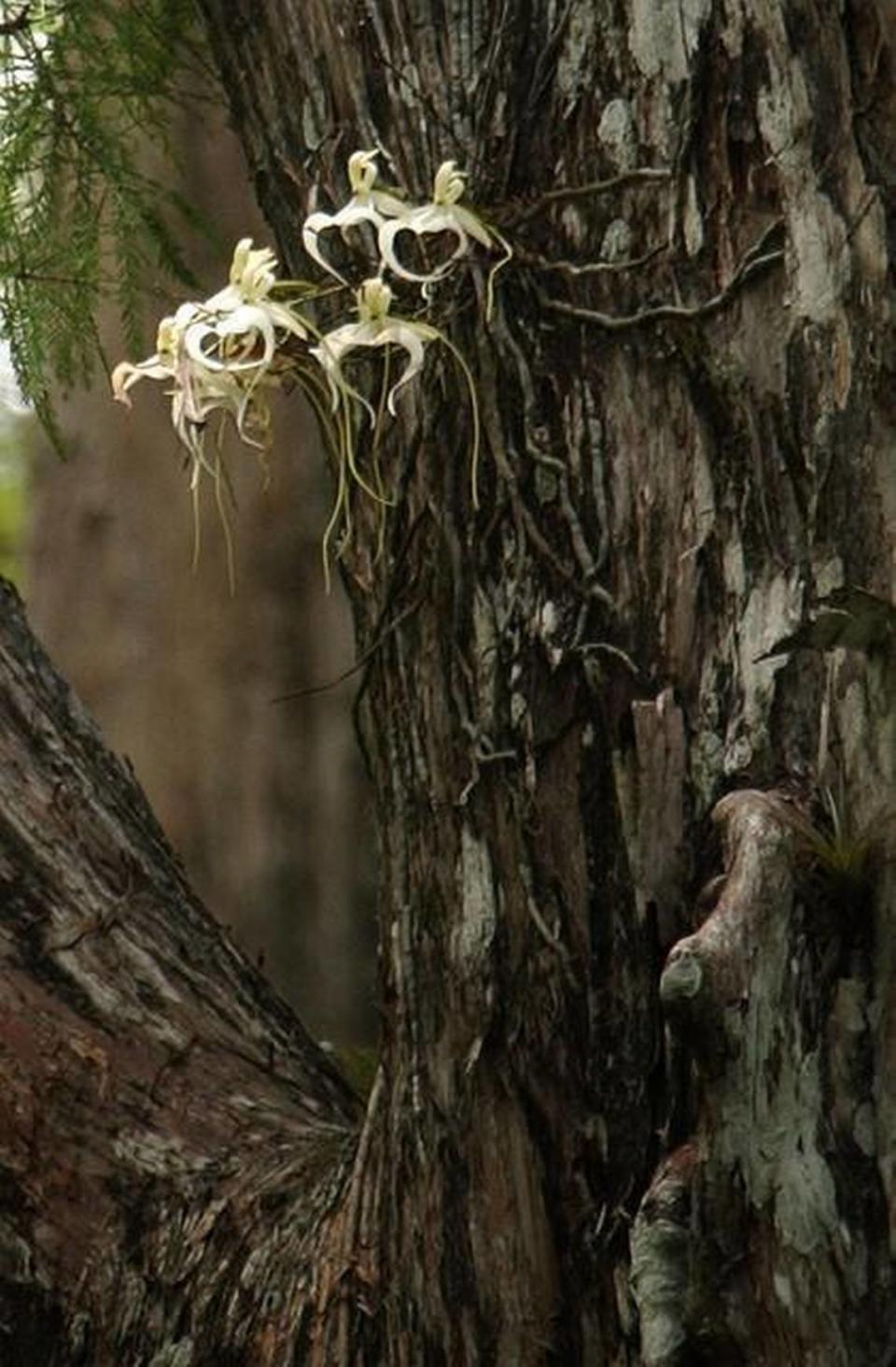 A rare ghost orchid (Polyrrhiza lindenii) grows in an old cypress tree at the Corkscrew Swamp Sanctuary in Naples, Fla.