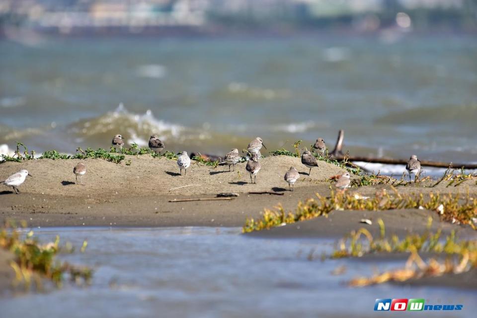 ▲竹市府啟動南港賞鳥公園景觀再造，親水平台將飽覽水鳥夕陽美景。（圖／記者陳志偉攝，106.09.17）