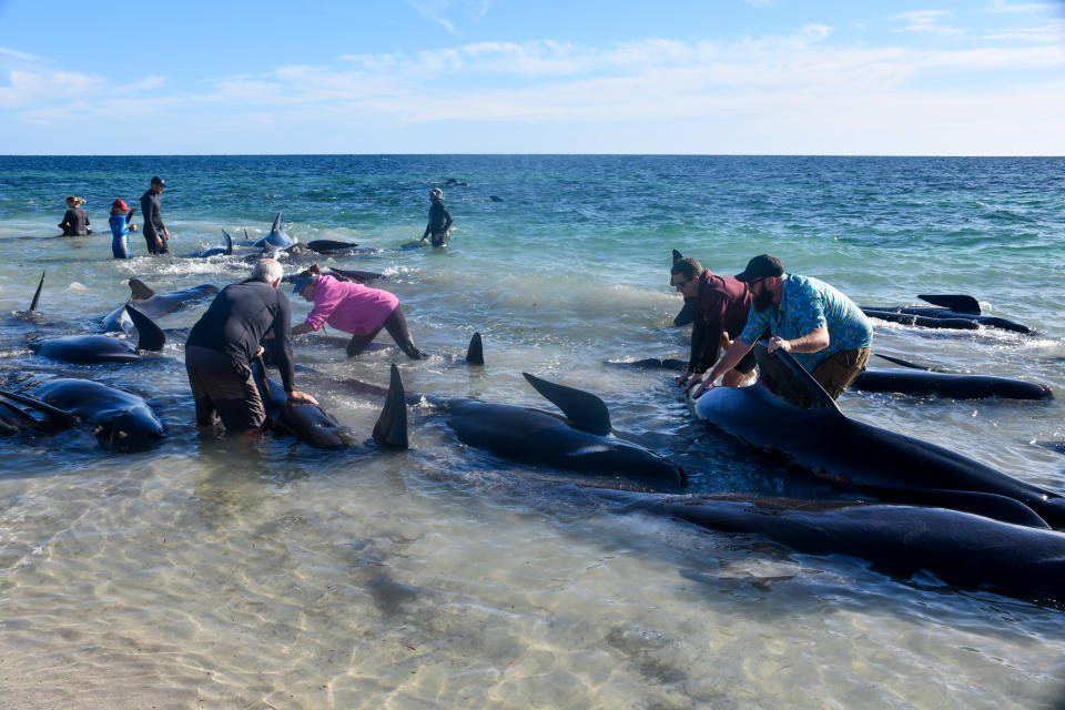 A crowd of rescuers in very shallow water trying to save pilot whales.