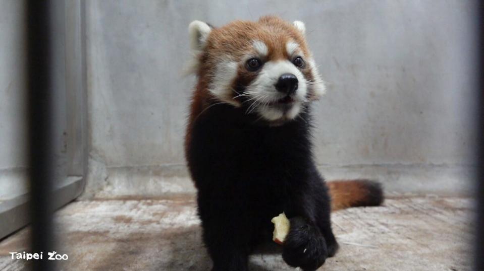 小貓熊「未來」12月28日早上從日本濱松市動物園出發。   圖：台北市立動物園／提供