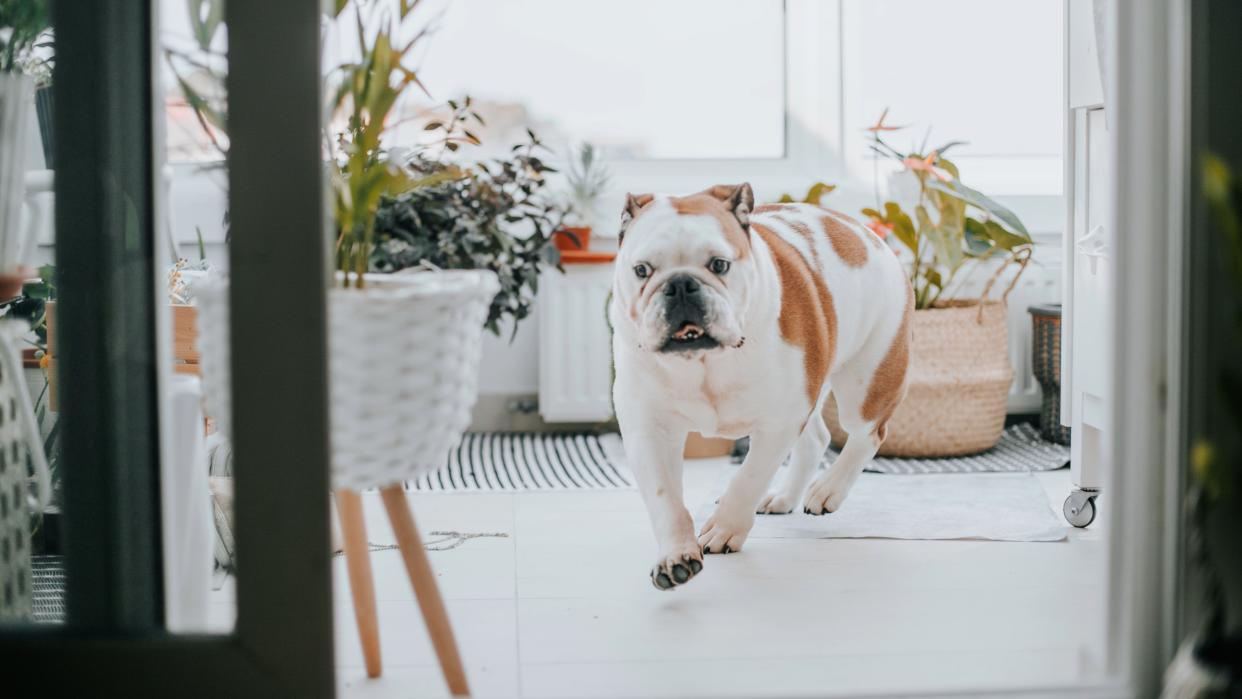  Dog running out the door. 