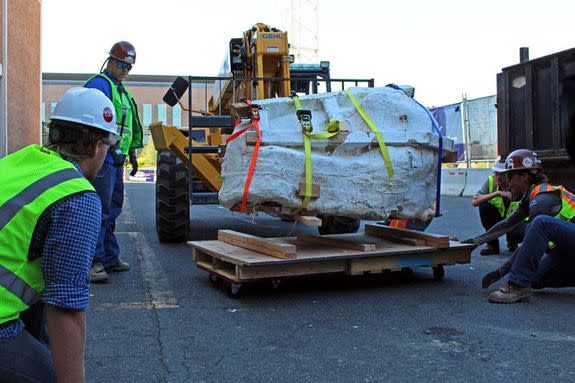 The plaster-covered T. rex skull arrives at the Burke Museum in Seattle, Aug. 18, 2016.