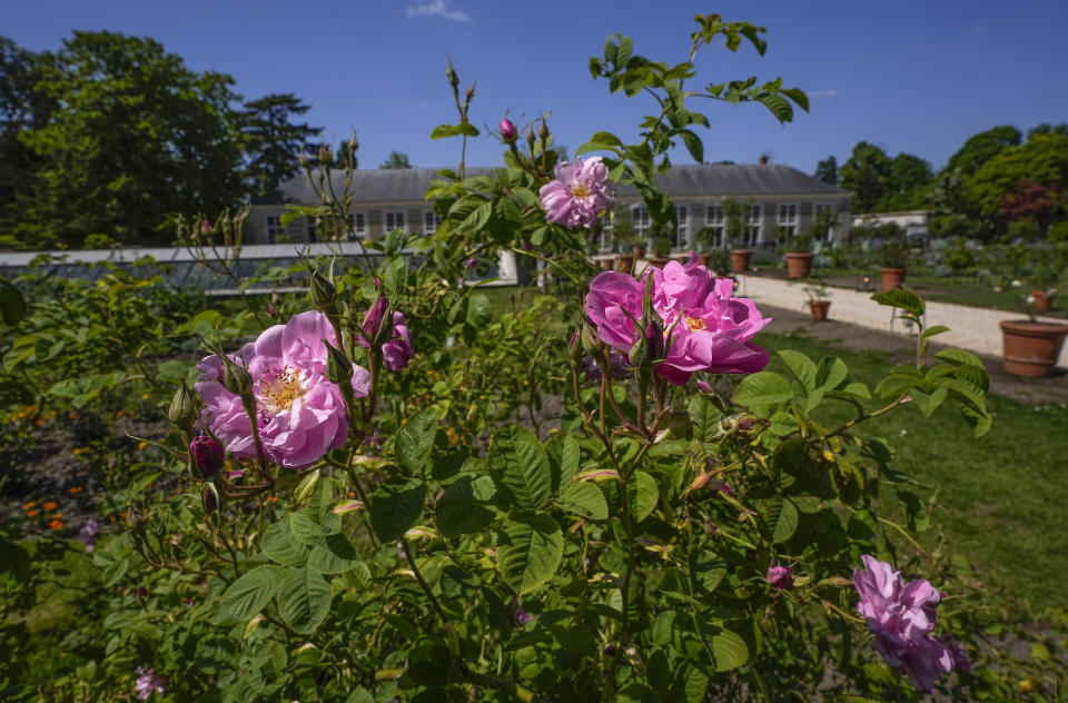 Roses of Grasse are photographed at the perfume gardens of the Chateau de Versailles, west of Paris, Thursday, May 25, 2023. The Versailles flower gardens were once a symbol of the French king’s expeditionary might and helped water-deprived courtiers perfume their skin. Now, they have been reimagined to give today’s public a glimpse — and a sniff — into the gilded palace’s olfactory past. (AP Photo/Michel Euler)