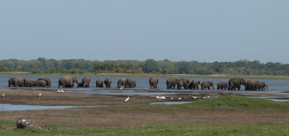 Some human-made features, like this reservoir in Sri Lanka, can also be resources for wildlife. Shermin de Silva, <a href="http://creativecommons.org/licenses/by-nd/4.0/" rel="nofollow noopener" target="_blank" data-ylk="slk:CC BY-ND;elm:context_link;itc:0;sec:content-canvas" class="link ">CC BY-ND</a>