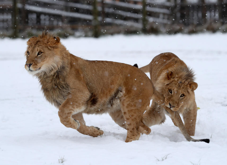 <em>Snow day – young lions play in the snow at Blair Drummond Safari Park near Strirling after snowfall in Central Scotland</em>