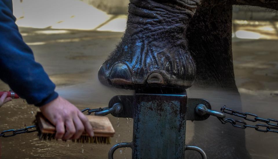Brett Haskins, elephant zookeeper at Roger Williams Park Zoo in Providence, works with a set of tools that includes a scrub brush that looks more suited to a carpenter than a pedicurist.