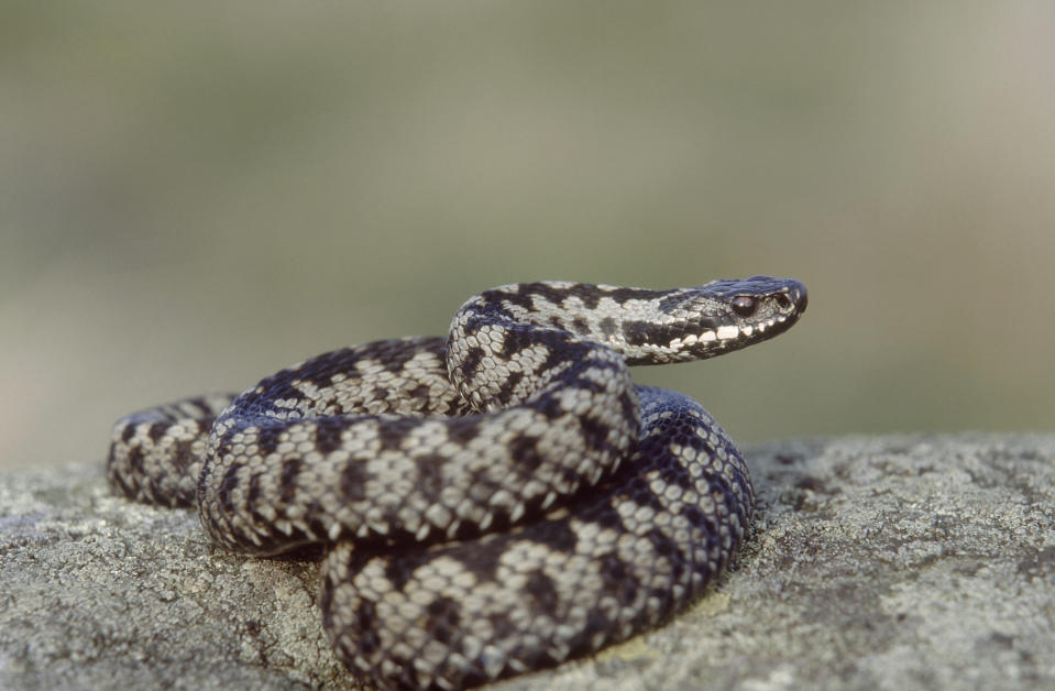 Adder, Vipera berus, male coiled on rock, UK