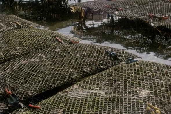 Oyster beds at low tide - Weymouth, Dorset