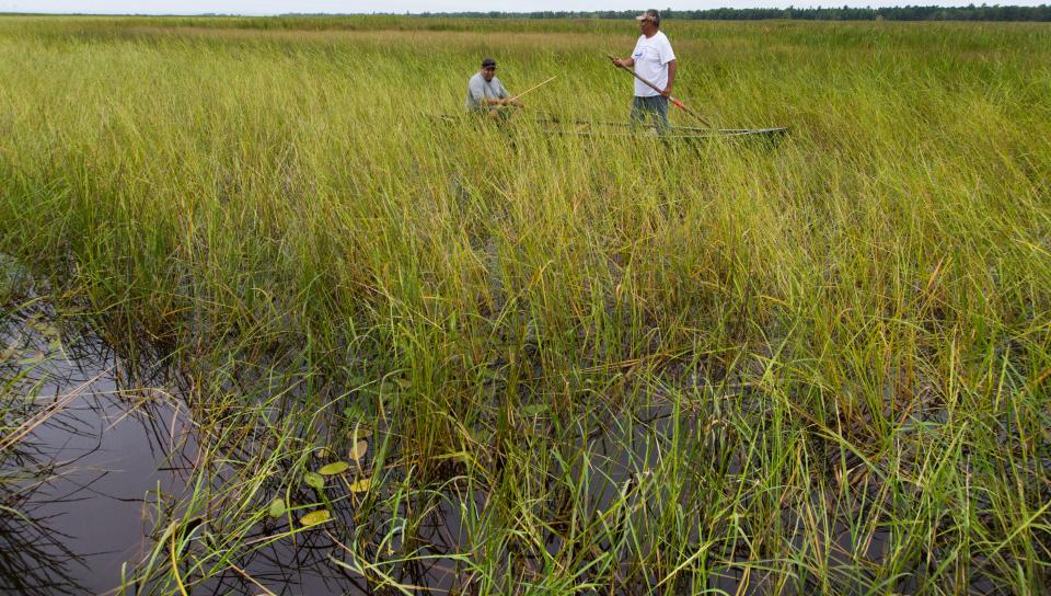 Neil Bigboy (left) and his father, Gary, harvest wild river in the Kakagon River slough Tuesday, August 29, 2017 in Odanah, Wis. In January,  the Bad River Band of Lake Superior Chippewa tribal council passed a formal resolution not only denying the Canada based Enbridge Energy’s easement for its 64-year-old pipeline but also calling for its decommissioning and removal from all Bad River lands and watershed.