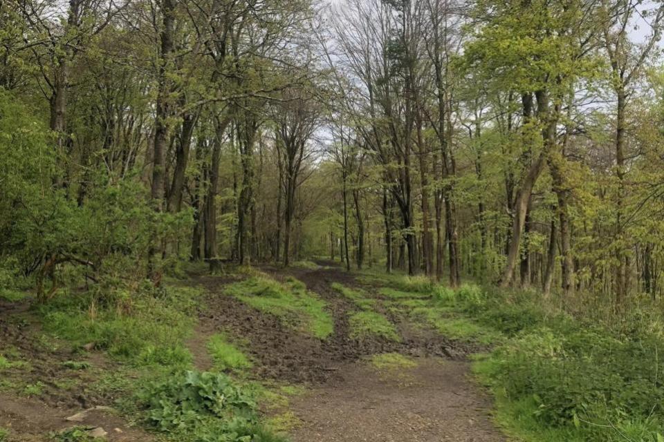 The Argus: The walk is said to have beautiful woodland scenery