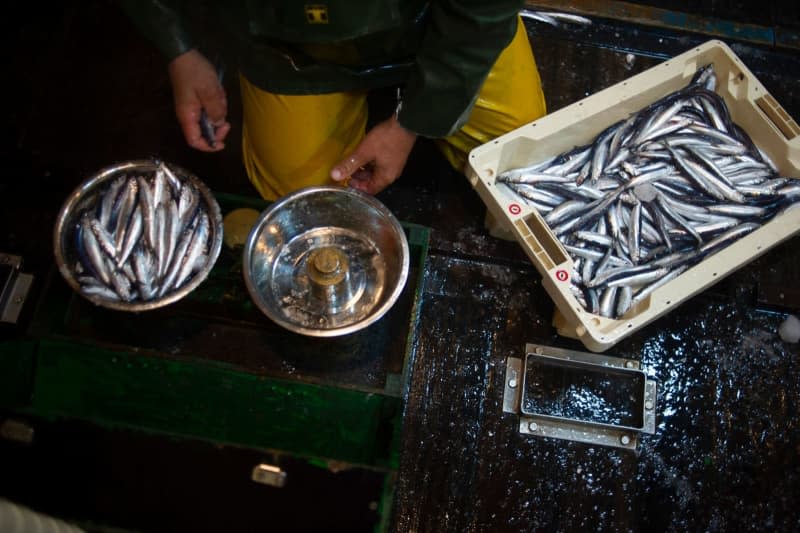 The small fish like sardines are rich in nutrients with a low carbon footprint, although only about 26% of those caught are consumed by humans. H.Bilbao/Europa Press/dpa