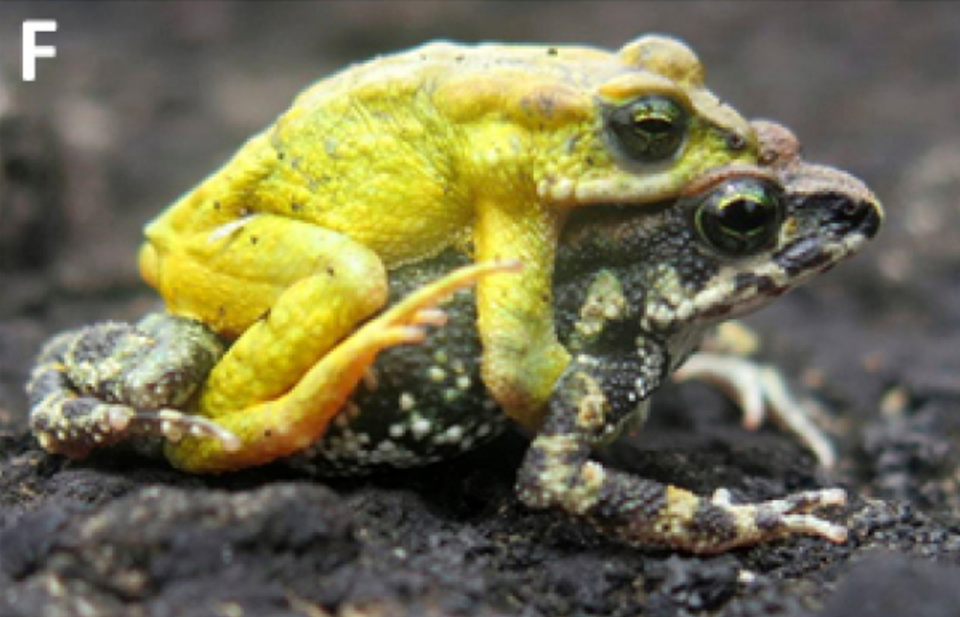 A mating pair of Poyntonophrynus fernandae, or Fernanda’s pygmy toads. Photo from N.T. Ngan Thanh
