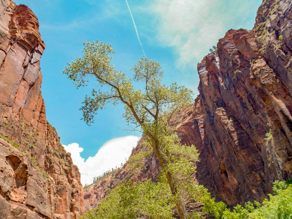 zion national park