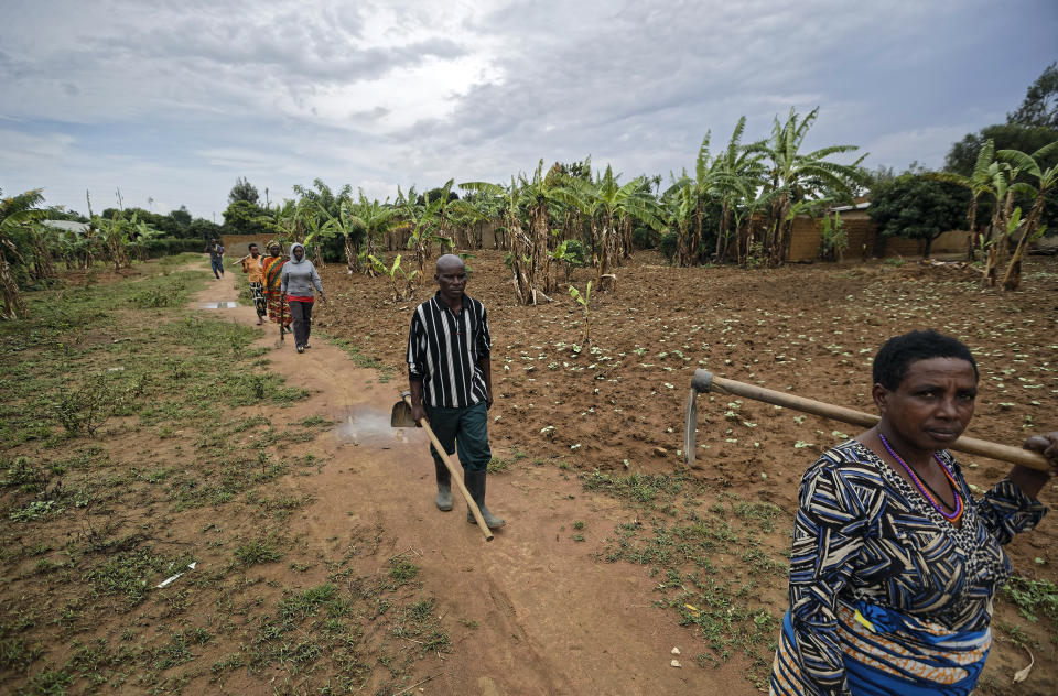 In this photo taken Thursday, April 4, 2019, Frederick Kazigwemu, center, who was released after serving nine years in jail for genocide crimes including murdering a neighboring family, walks with genocide survivors to crop fields in the reconciliation village of Mbyo, near Nyamata, in Rwanda. Twenty-five years after the genocide the country has six "reconciliation villages" where convicted perpetrators who have been released from prison after publicly apologizing for their crimes live side by side with genocide survivors who have professed forgiveness. (AP Photo/Ben Curtis)