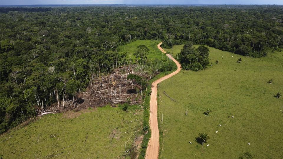 Cows roam an area recently deforested in the Chico Mendes Extractive Reserve, Acre state, Brazil, Tuesday, Dec. 6, 2022. Nearly half of the state's rural workforce is employed in cattle ranching. (AP Photo/Eraldo Peres)