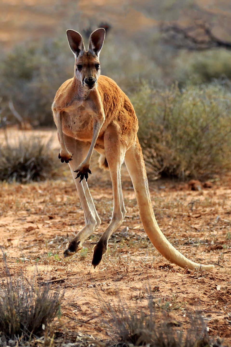 <p>Kangaroos can jump over 27 feet in one bound. They can accomplish this thanks to having small front legs and a long, strong tail that helps keep them balanced while jumping.</p>