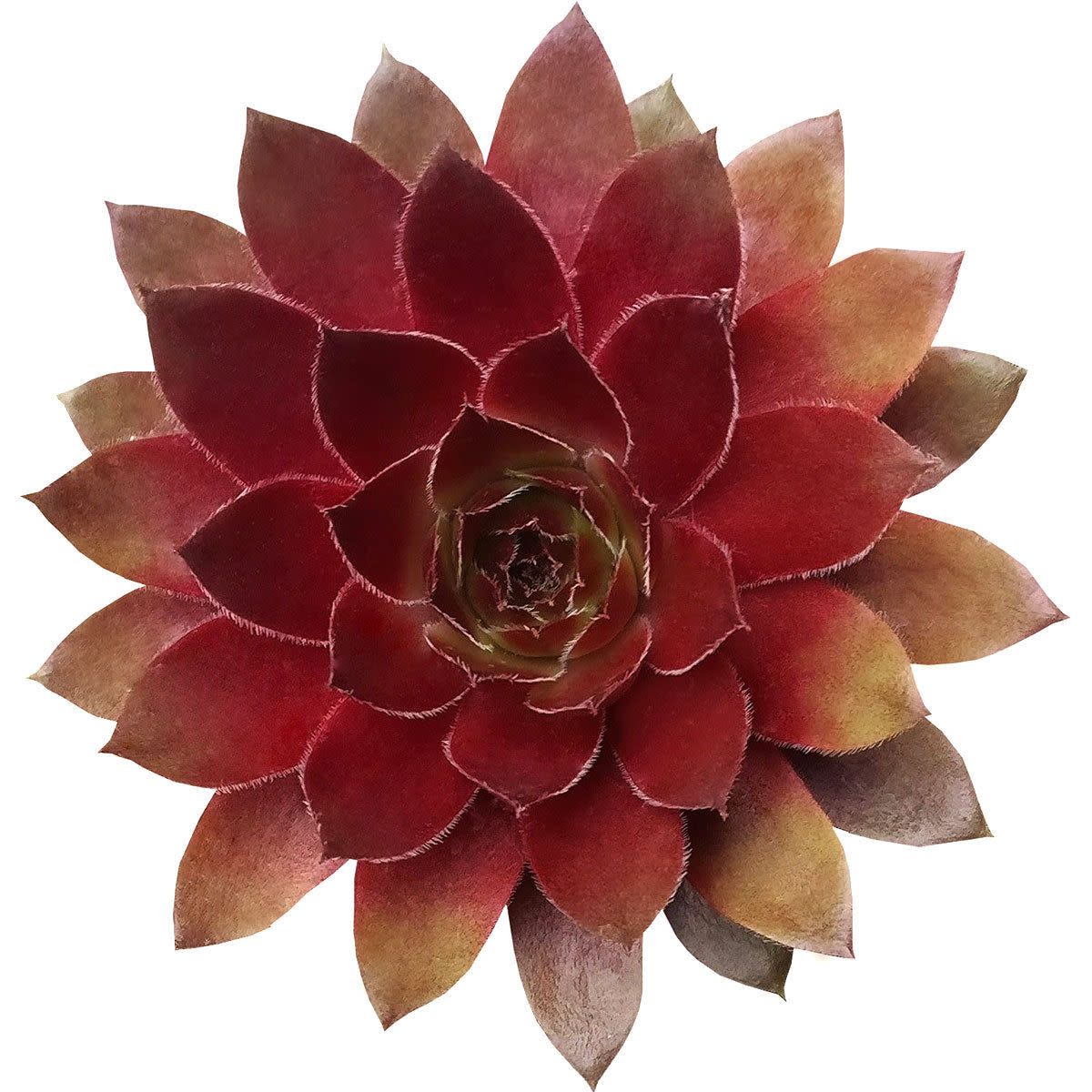 <p><a href="https://succulentsbox.com/products/sempervivum-red-lion-red-rubin-red-beauty-red-succulent-2-or-4" rel="nofollow noopener" target="_blank" data-ylk="slk:Shop Now;elm:context_link;itc:0;sec:content-canvas" class="link rapid-noclick-resp">Shop Now</a></p><p>Sempervivum Red Lion</p><p>succulentsbox.com</p><p>$6.25</p><span class="copyright">Succulents Box</span>