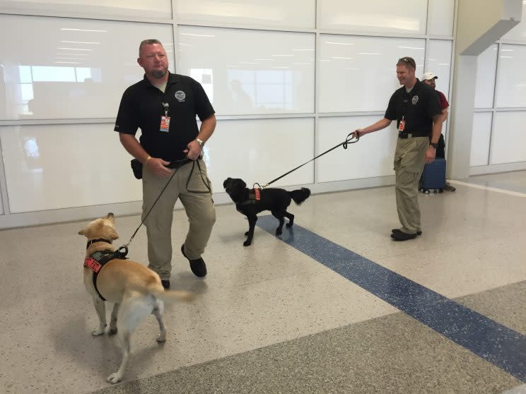 TSA officers work with K-9s in Dallas-Fort Worth International Airport on June 29, 2016. (Photo: Jason Sickles/Yahoo News)