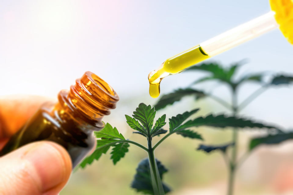 Hands drip yellow-green CBD oil onto a small cannabis plant.