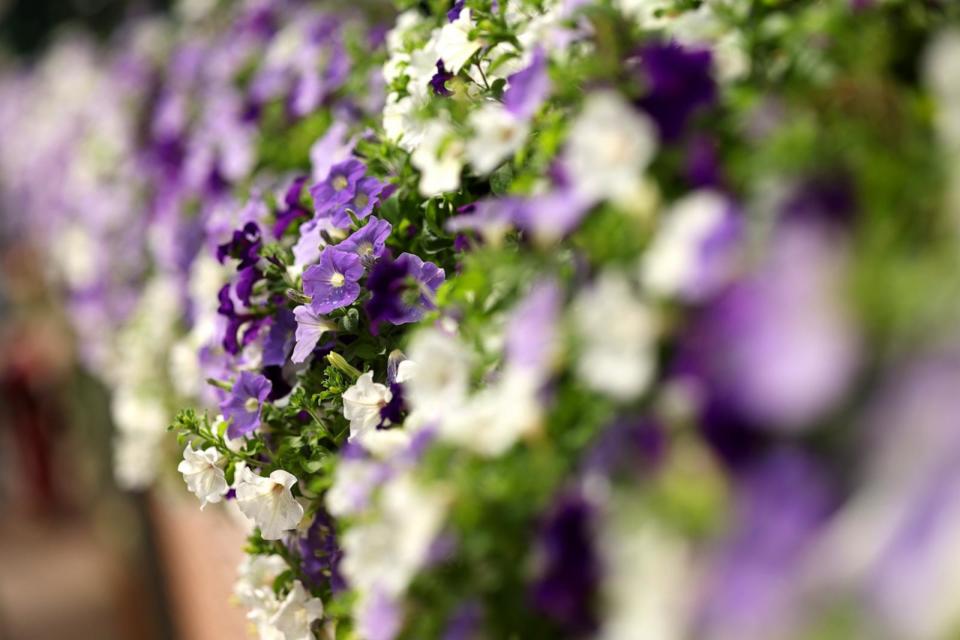 PHOTO: Wimbledon flowers are seen around the grounds during day six of The Championships Wimbledon 2023 at All England Lawn Tennis and Croquet Club on July 8, 2023 in London. (Patrick Smith/Getty Images, FILE)