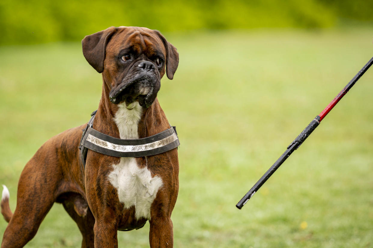 David is teaching his mischievous pet to chase after sticks instead of swallowing golf balls. (SWNS)