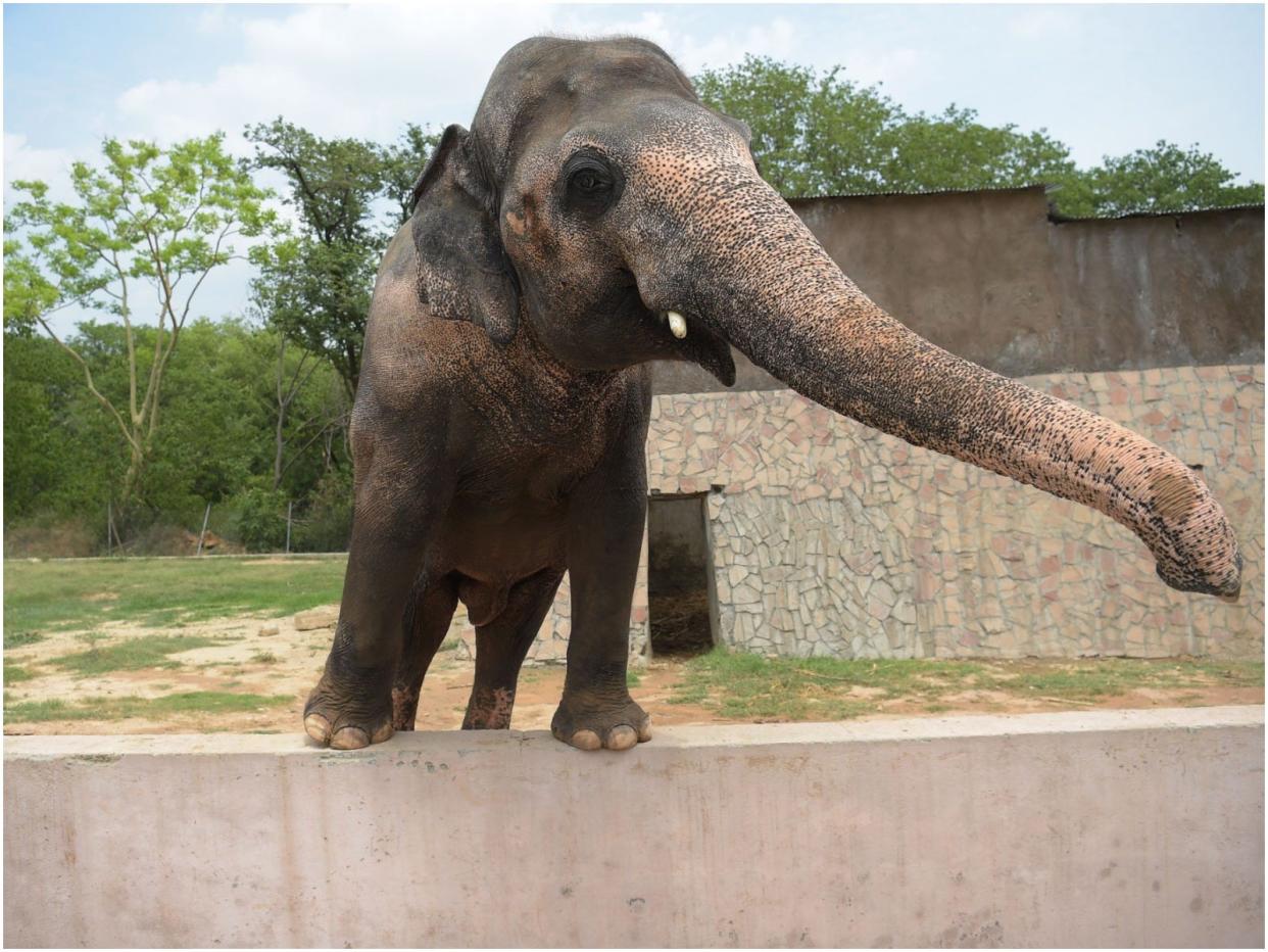 Kaavan the elephant