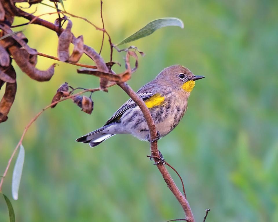 Birds like this yellow-rumped warbler can become dazzled en route to and from their winter breeding grounds by the glow of cities and fly into the urban centers, where they are threatened by window-collisions, cars, feline predators and a lack of resources to sustain them on their arduous journeys.